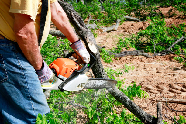 Best Fruit Tree Pruning  in Garner, IA